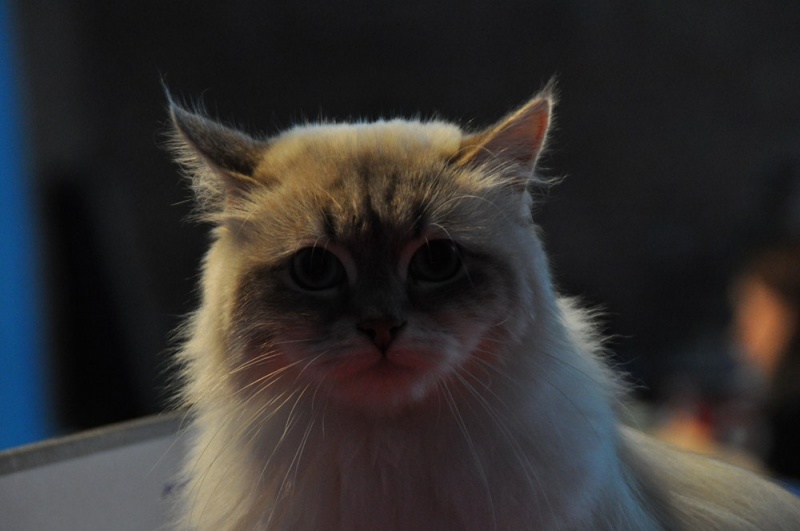 Zdjęcie w galerii na portalu naszwodzislaw.com: ArysKOTraci w WCK wiadomości z regionu