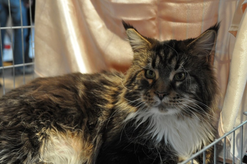 Zdjęcie w galerii na portalu naszwodzislaw.com: ArysKOTraci w WCK wiadomości z regionu