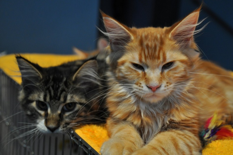 Zdjęcie w galerii na portalu naszwodzislaw.com: ArysKOTraci w WCK wiadomości z regionu