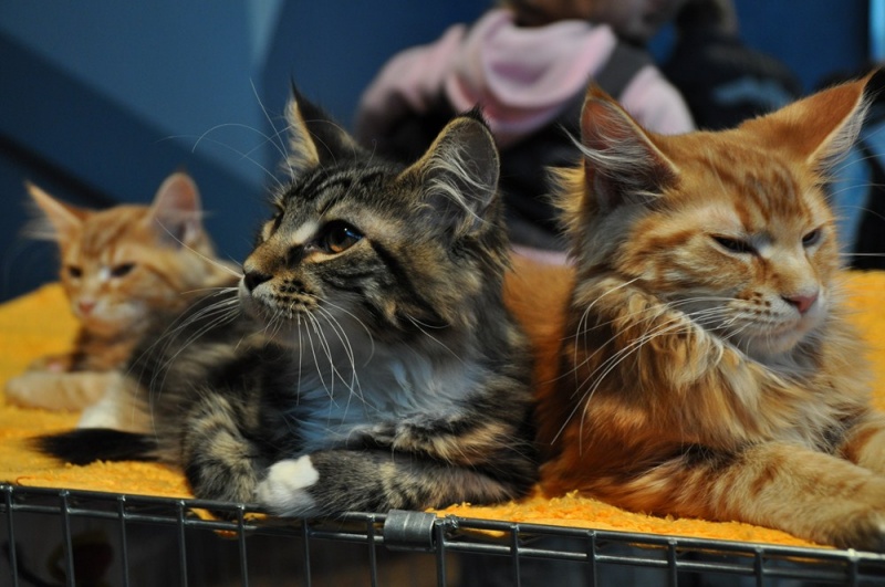 Zdjęcie w galerii na portalu naszwodzislaw.com: ArysKOTraci w WCK wiadomości z regionu