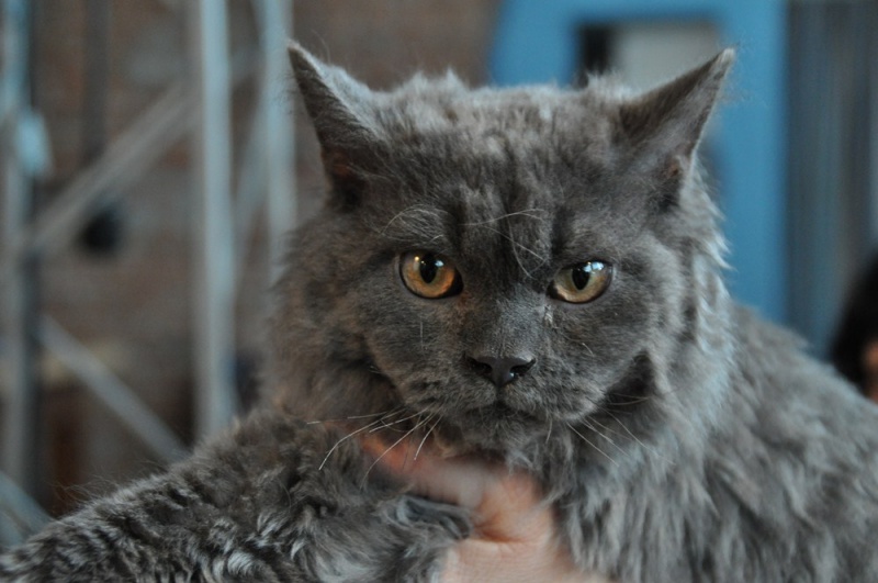 Zdjęcie w galerii na portalu naszwodzislaw.com: ArysKOTraci w WCK wiadomości z regionu