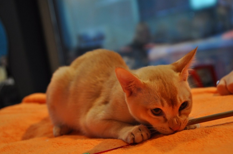 Zdjęcie w galerii na portalu naszwodzislaw.com: ArysKOTraci w WCK wiadomości z regionu