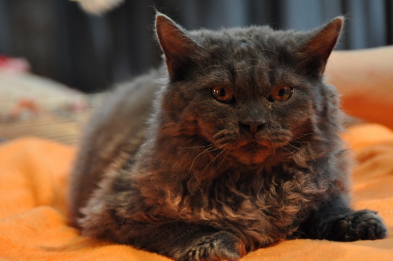 Zdjęcie w galerii na portalu naszwodzislaw.com: ArysKOTraci w WCK wiadomości z regionu