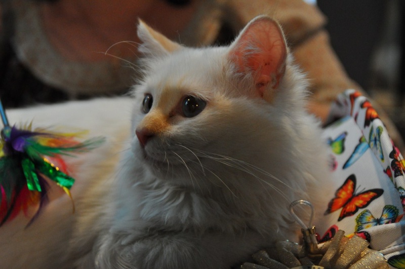 Zdjęcie w galerii na portalu naszwodzislaw.com: ArysKOTraci w WCK wiadomości z regionu