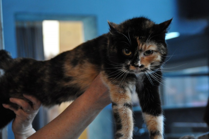 Zdjęcie w galerii na portalu naszwodzislaw.com: ArysKOTraci w WCK wiadomości z regionu