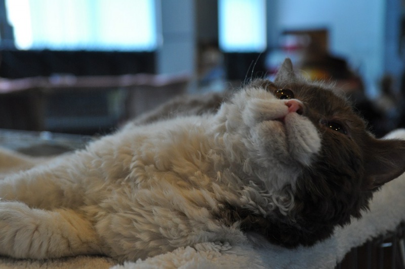 Zdjęcie w galerii na portalu naszwodzislaw.com: ArysKOTraci w WCK wiadomości z regionu