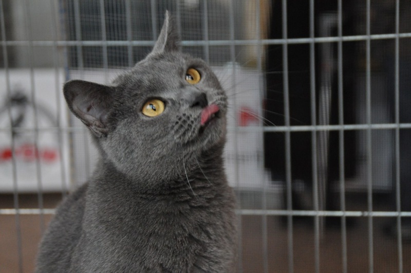 Zdjęcie w galerii na portalu naszwodzislaw.com: ArysKOTraci w WCK wiadomości z regionu