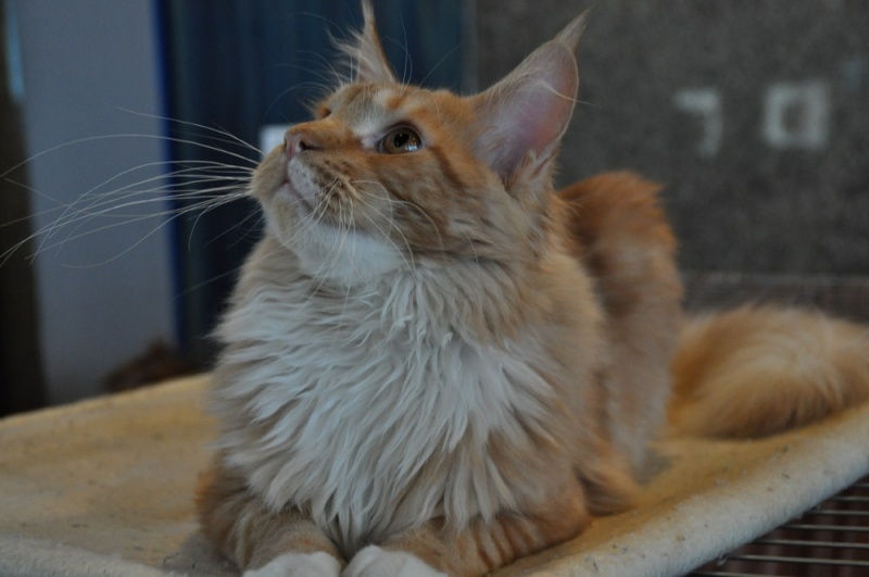 Zdjęcie w galerii na portalu naszwodzislaw.com: ArysKOTraci w WCK wiadomości z regionu