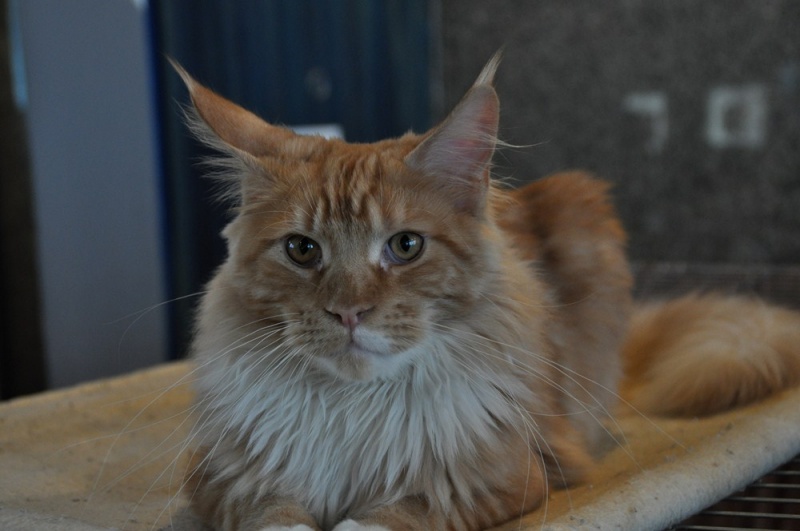 Zdjęcie w galerii na portalu naszwodzislaw.com: ArysKOTraci w WCK wiadomości z regionu