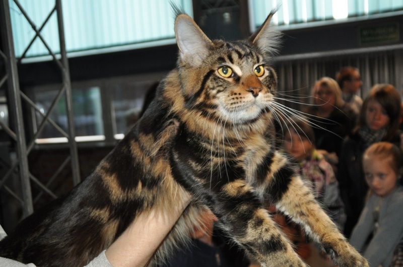 Zdjęcie w galerii na portalu naszwodzislaw.com: ArysKOTraci w WCK wiadomości z regionu