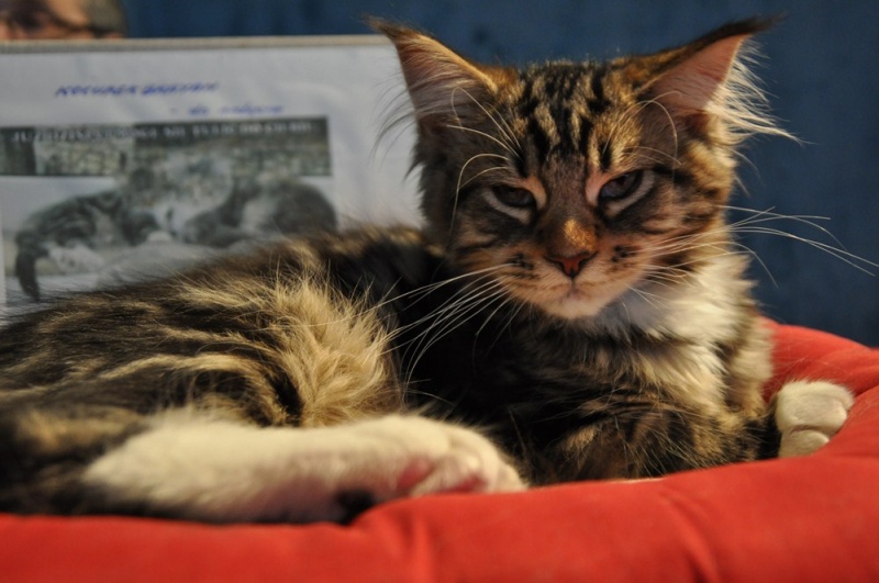 Zdjęcie w galerii na portalu naszwodzislaw.com: ArysKOTraci w WCK wiadomości z regionu