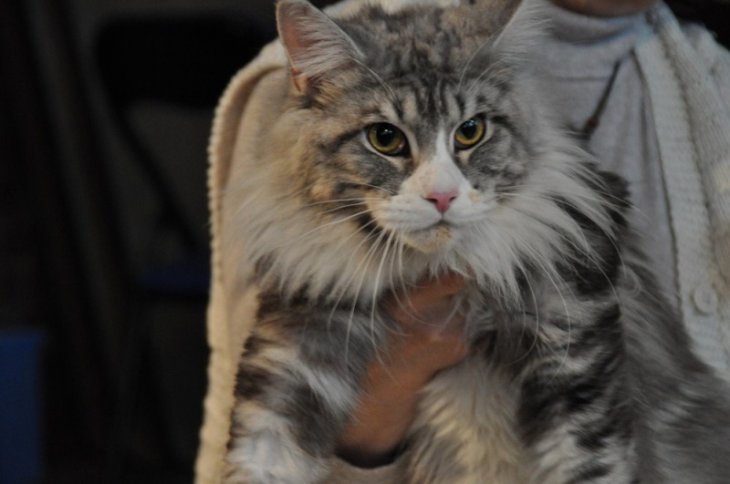 Zdjęcie w galerii na portalu naszwodzislaw.com: ArysKOTraci w WCK wiadomości z regionu