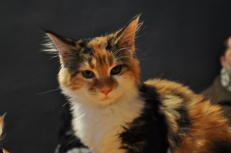 Zdjęcie w galerii na portalu naszwodzislaw.com: ArysKOTraci w WCK wiadomości z regionu