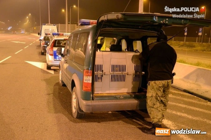 Zdjęcie w galerii na portalu naszwodzislaw.com: Polscy i czescy policjanci we wspólnej akcji  wiadomości z regionu