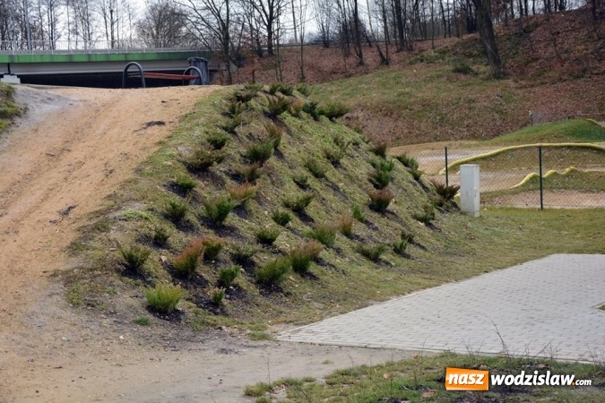 Zdjęcie w galerii na portalu naszwodzislaw.com:  Berberysy, jałowce i modrzewie. Nowe nasadzenia w Rodzinnym Parku Rozrywki  wiadomości z regionu