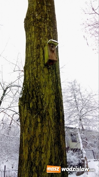 Zdjęcie w galerii na portalu naszwodzislaw.com: Świąteczna atmosfera na rydułtowskim rynku wiadomości z regionu