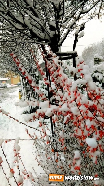 Zdjęcie w galerii na portalu naszwodzislaw.com: Świąteczna atmosfera na rydułtowskim rynku wiadomości z regionu