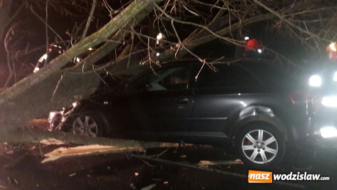 Zdjęcie w galerii na portalu naszwodzislaw.com: Wichura dała się we znaki. Drzewo spadło na jadący samoch&oacute;d wiadomości z regionu