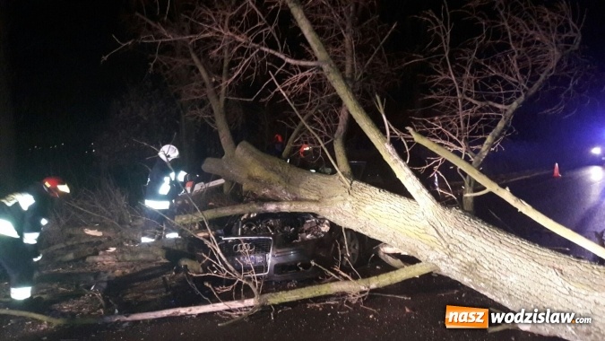 Zdjęcie w galerii na portalu naszwodzislaw.com: Wichura dała się we znaki. Drzewo spadło na jadący samoch&oacute;d wiadomości z regionu