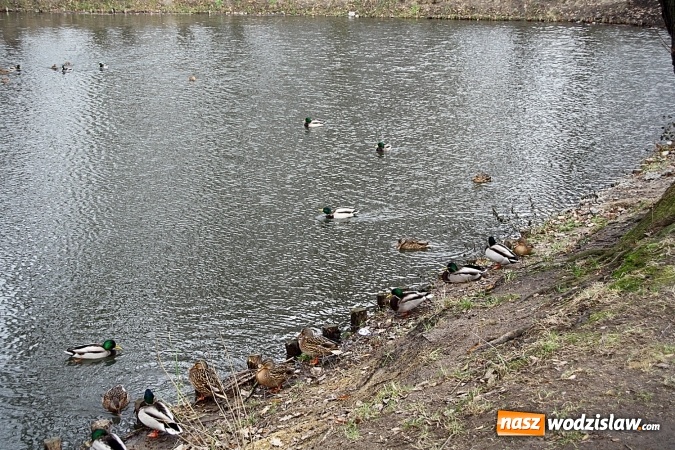 Zdjęcie w galerii na portalu naszwodzislaw.com: Wodzisław: Zobacz jak zmienił się Park Miejski wiadomości z regionu