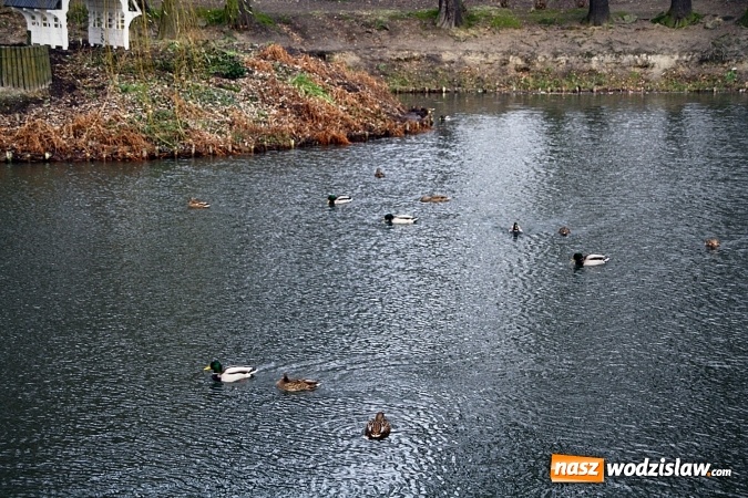Zdjęcie w galerii na portalu naszwodzislaw.com: Wodzisław: Zobacz jak zmienił się Park Miejski wiadomości z regionu