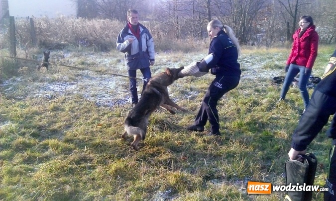 Zdjęcie w galerii na portalu naszwodzislaw.com: Jak wyłapywać bezdomne zwierzęta? Strażnicy miejscy po szkoleniu  wiadomości z regionu