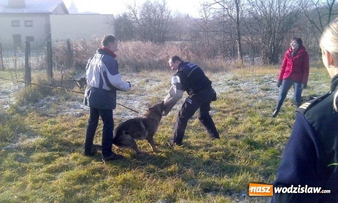 Zdjęcie w galerii na portalu naszwodzislaw.com: Jak wyłapywać bezdomne zwierzęta? Strażnicy miejscy po szkoleniu  wiadomości z regionu