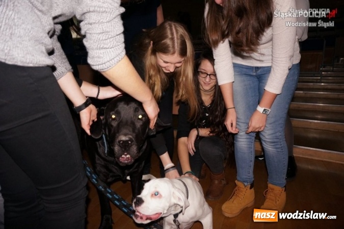 Zdjęcie w galerii na portalu naszwodzislaw.com: Śląscy policjanci w wyjątkowej zbi&oacute;rce dla zwierząt wiadomości z regionu