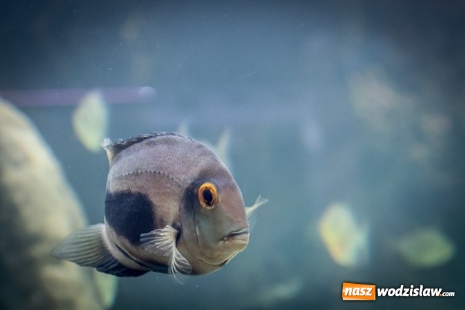 Zdjęcie w galerii na portalu naszwodzislaw.com: Dwa nowe zbiorniki w Akwarium w Śląskim Ogrodzie Zoologicznym zostały oddane dla zwiedzających wiadomości z regionu