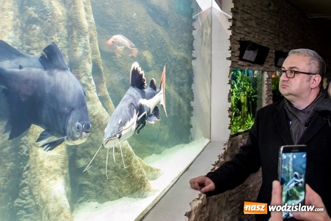 Zdjęcie w galerii na portalu naszwodzislaw.com: Dwa nowe zbiorniki w Akwarium w Śląskim Ogrodzie Zoologicznym zostały oddane dla zwiedzających wiadomości z regionu