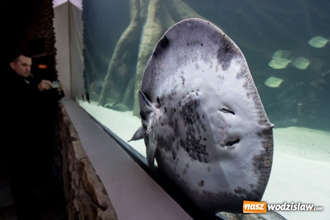Zdjęcie w galerii na portalu naszwodzislaw.com: Dwa nowe zbiorniki w Akwarium w Śląskim Ogrodzie Zoologicznym zostały oddane dla zwiedzających wiadomości z regionu