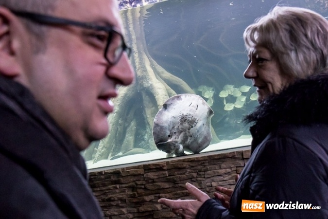 Zdjęcie w galerii na portalu naszwodzislaw.com: Dwa nowe zbiorniki w Akwarium w Śląskim Ogrodzie Zoologicznym zostały oddane dla zwiedzających wiadomości z regionu