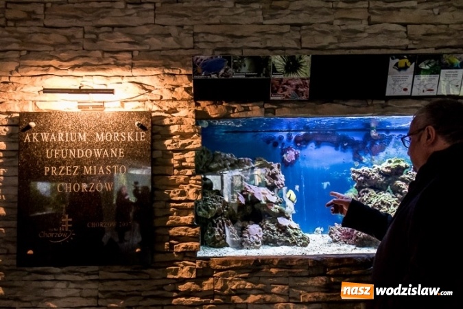 Zdjęcie w galerii na portalu naszwodzislaw.com: Dwa nowe zbiorniki w Akwarium w Śląskim Ogrodzie Zoologicznym zostały oddane dla zwiedzających wiadomości z regionu