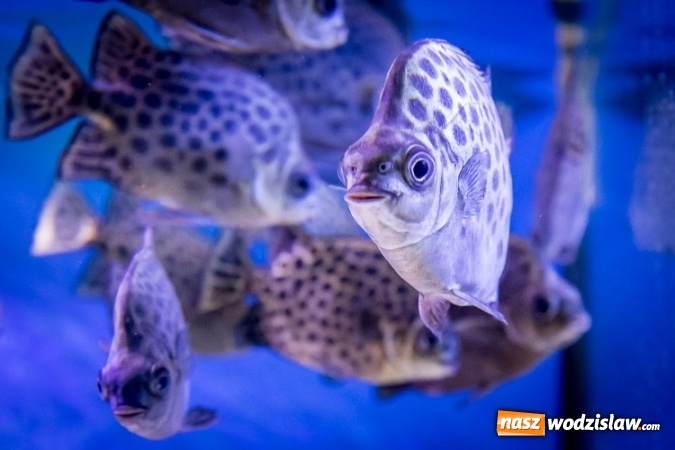 Zdjęcie w galerii na portalu naszwodzislaw.com: Dwa nowe zbiorniki w Akwarium w Śląskim Ogrodzie Zoologicznym zostały oddane dla zwiedzających wiadomości z regionu