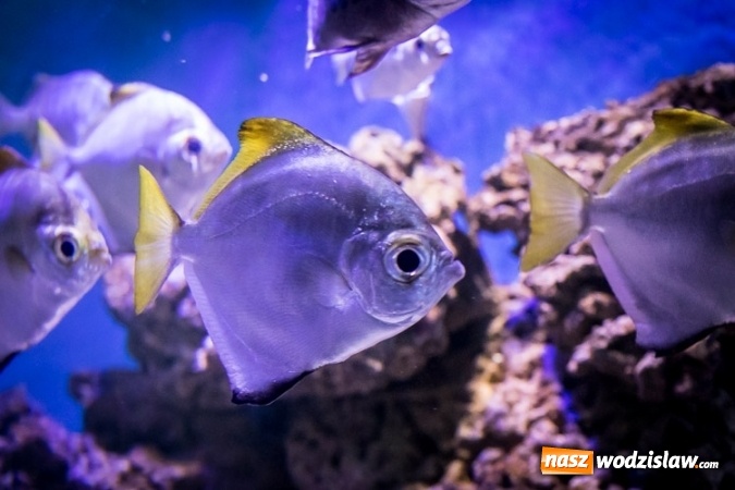 Zdjęcie w galerii na portalu naszwodzislaw.com: Dwa nowe zbiorniki w Akwarium w Śląskim Ogrodzie Zoologicznym zostały oddane dla zwiedzających wiadomości z regionu