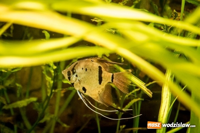 Zdjęcie w galerii na portalu naszwodzislaw.com: Dwa nowe zbiorniki w Akwarium w Śląskim Ogrodzie Zoologicznym zostały oddane dla zwiedzających wiadomości z regionu