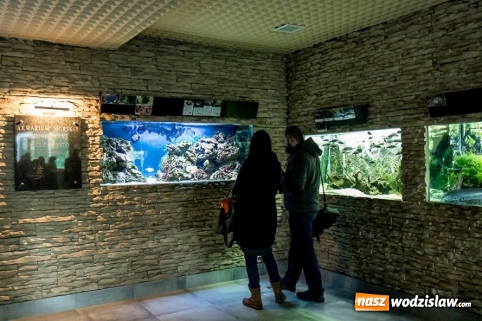 Zdjęcie w galerii na portalu naszwodzislaw.com: Dwa nowe zbiorniki w Akwarium w Śląskim Ogrodzie Zoologicznym zostały oddane dla zwiedzających wiadomości z regionu