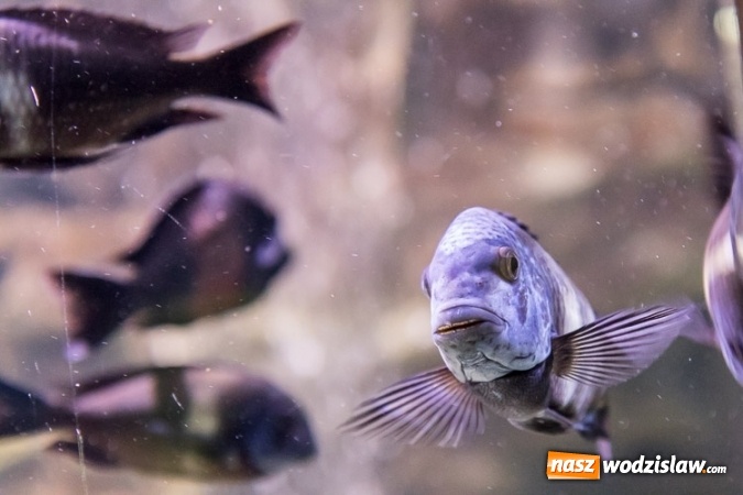 Zdjęcie w galerii na portalu naszwodzislaw.com: Dwa nowe zbiorniki w Akwarium w Śląskim Ogrodzie Zoologicznym zostały oddane dla zwiedzających wiadomości z regionu