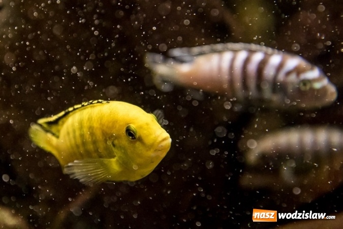 Zdjęcie w galerii na portalu naszwodzislaw.com: Dwa nowe zbiorniki w Akwarium w Śląskim Ogrodzie Zoologicznym zostały oddane dla zwiedzających wiadomości z regionu