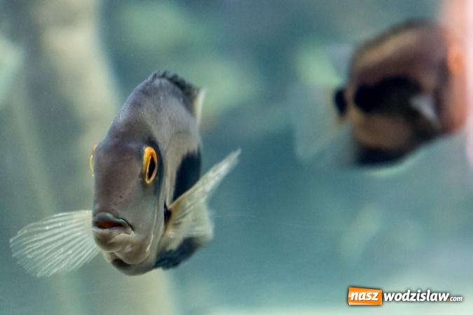 Zdjęcie w galerii na portalu naszwodzislaw.com: Dwa nowe zbiorniki w Akwarium w Śląskim Ogrodzie Zoologicznym zostały oddane dla zwiedzających wiadomości z regionu