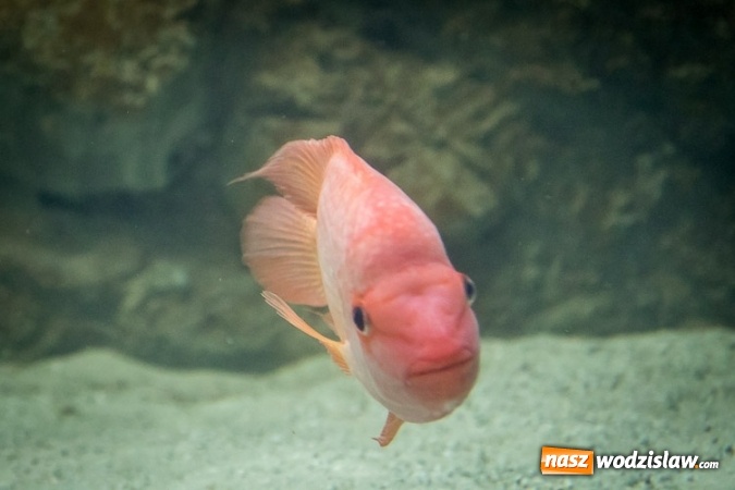 Zdjęcie w galerii na portalu naszwodzislaw.com: Dwa nowe zbiorniki w Akwarium w Śląskim Ogrodzie Zoologicznym zostały oddane dla zwiedzających wiadomości z regionu