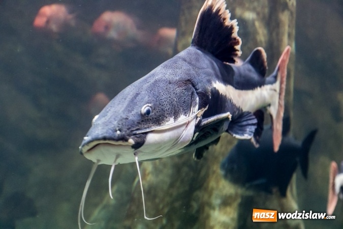 Zdjęcie w galerii na portalu naszwodzislaw.com: Dwa nowe zbiorniki w Akwarium w Śląskim Ogrodzie Zoologicznym zostały oddane dla zwiedzających wiadomości z regionu