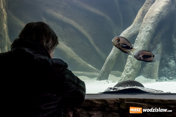 Zdjęcie w galerii na portalu naszwodzislaw.com: Dwa nowe zbiorniki w Akwarium w Śląskim Ogrodzie Zoologicznym zostały oddane dla zwiedzających wiadomości z regionu