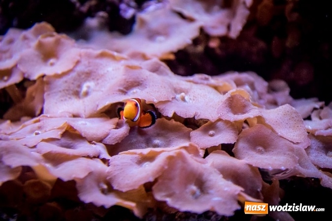 Zdjęcie w galerii na portalu naszwodzislaw.com: Dwa nowe zbiorniki w Akwarium w Śląskim Ogrodzie Zoologicznym zostały oddane dla zwiedzających wiadomości z regionu