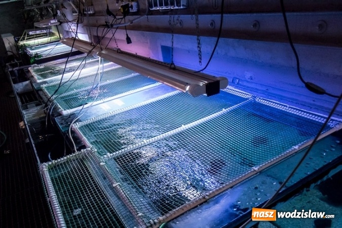 Zdjęcie w galerii na portalu naszwodzislaw.com: Dwa nowe zbiorniki w Akwarium w Śląskim Ogrodzie Zoologicznym zostały oddane dla zwiedzających wiadomości z regionu