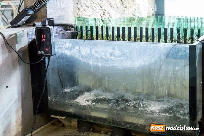 Zdjęcie w galerii na portalu naszwodzislaw.com: Dwa nowe zbiorniki w Akwarium w Śląskim Ogrodzie Zoologicznym zostały oddane dla zwiedzających wiadomości z regionu