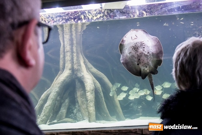 Zdjęcie w galerii na portalu naszwodzislaw.com: Dwa nowe zbiorniki w Akwarium w Śląskim Ogrodzie Zoologicznym zostały oddane dla zwiedzających wiadomości z regionu