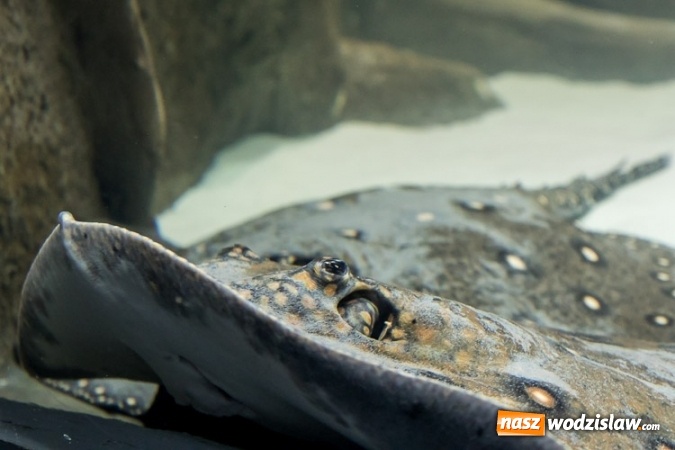 Zdjęcie w galerii na portalu naszwodzislaw.com: Dwa nowe zbiorniki w Akwarium w Śląskim Ogrodzie Zoologicznym zostały oddane dla zwiedzających wiadomości z regionu