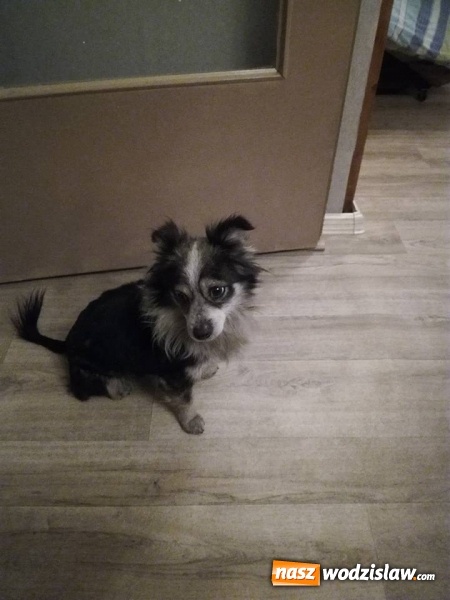 Zdjęcie w galerii na portalu naszwodzislaw.com: Historia tego kundelka bez wątpienia zasługuje na miano opowieści wigilijnej. Teraz potrzebuje naszej pomocy wiadomości z regionu