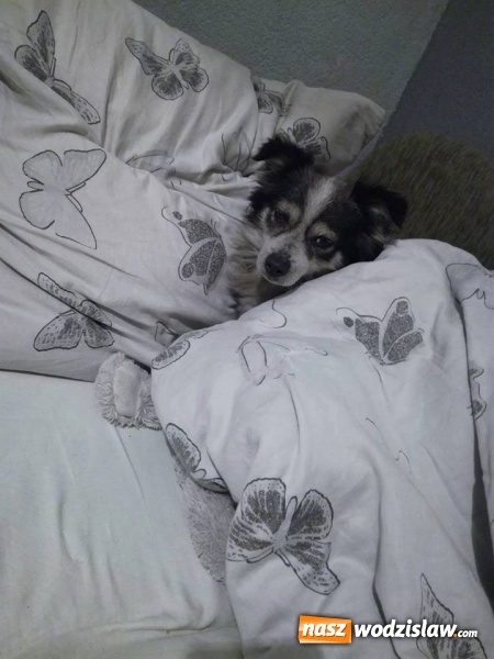 Zdjęcie w galerii na portalu naszwodzislaw.com: Historia tego kundelka bez wątpienia zasługuje na miano opowieści wigilijnej. Teraz potrzebuje naszej pomocy wiadomości z regionu